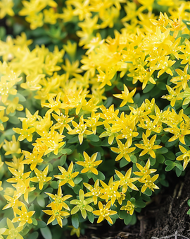 Stonecrop Seeds Sedum Acre Perennial Yellow Stonecrop