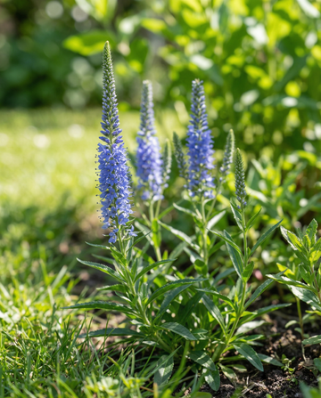Speedwell Blue (Veronica spicata) – mehrjährige Blumensamen von SeedsChoice