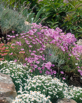 Rockgarden Flowers Seeds Perennial Mix Low Growing Varieties