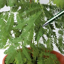 Sensitive Plant Seeds Mimosa Pudica Perennial Flower