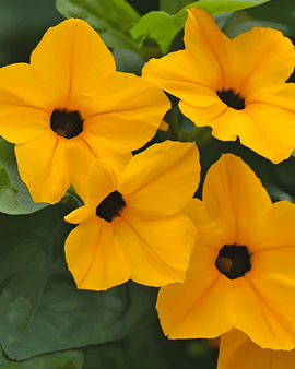 Black Eyed Susan Seeds Thunbergia Alata Perennial Climber