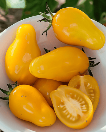 Yellow Pear Cherry Tomato seeds (Solanum lycopersicum) – annual vegetable
