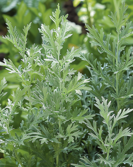 Wermut Samen Artemisia Absinthium mehrjähriges Kraut