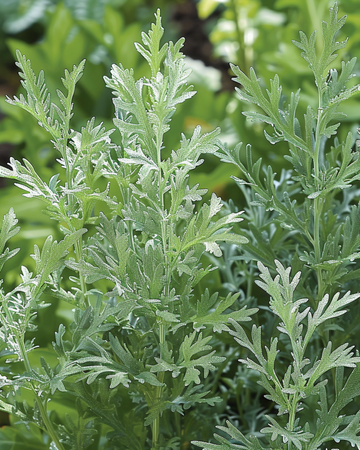 Artemisia Absinthium Samen Artemisia Absinthium Mehrjähriges Kraut Samen (Artemisia absinthium) – mehrjähriges Kraut
