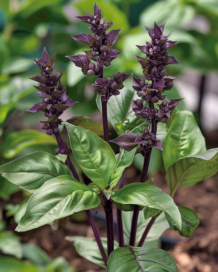 Zimtbasilikum Samen (Ocimum basilicum) – einjähriges Kraut