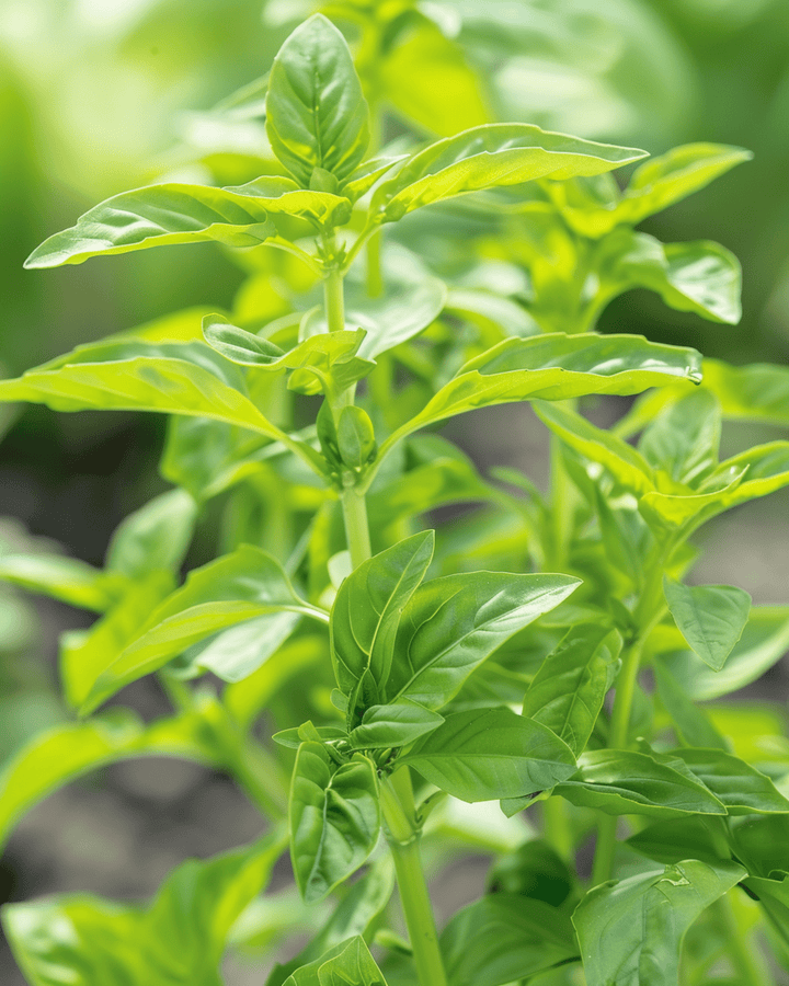 Kleines Süßes Basilikum Samen (Ocimum basilicum) – einjähriges Kraut