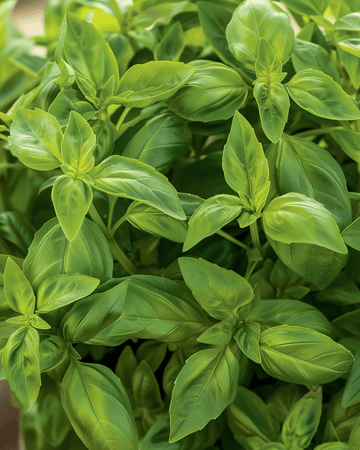Basilikum Bascuro Dark Green Samen (Ocimum basilicum) – einjähriges Kraut
