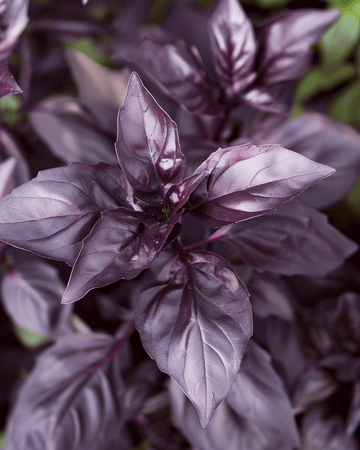 Basilikum Dark Opal Samen (Ocimum basilicum) – einjähriges Kraut