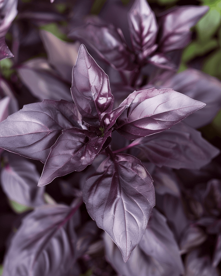 Basilikum Dark Opal Samen (Ocimum basilicum) – einjähriges Kraut