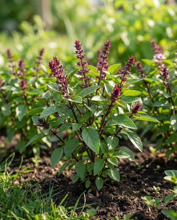 Basilikum Siam Queen (Ocimum basilicum) – einjährige Kräutersamen von SeedsChoice