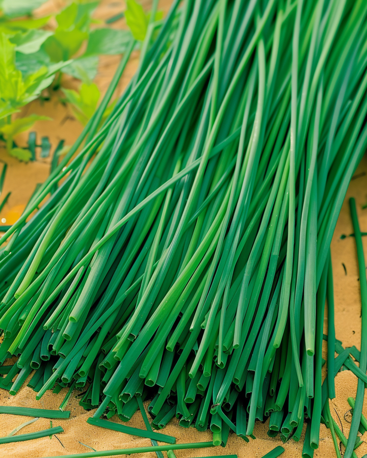 Chives Prager seeds (Allium schoenoprasum) – perennial herb
