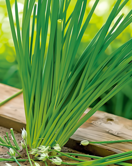 Garlic Chives Seeds Allium Tuberosum Perennial Herb White Flowers