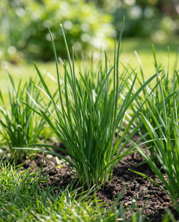 Knoblauch-Schnittlauch White (Allium tuberosum) – mehrjährige Kräutersamen von SeedsChoice
