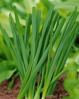 Winterzwiebel Samen Allium Fistulosum mehrjährig Winterhecke