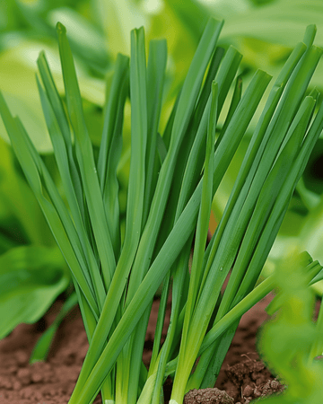 Winterzwiebel Winterhecke Samen (Allium fistulosum) – mehrjähriges Gemüse