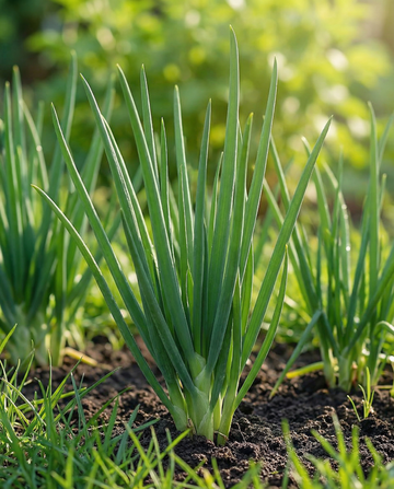 Winterzwiebel Winterhecke (Allium fistulosum) – mehrjährige Gemüsesamen von SeedsChoice