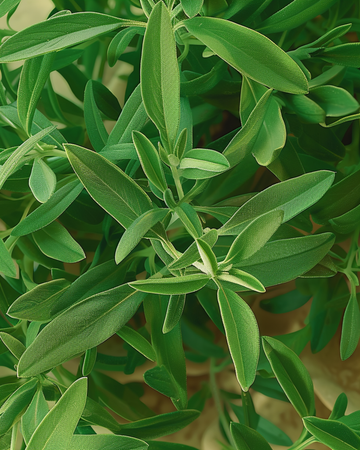 Garten-Bohnenkraut Samen (Satureja hortensis) – einjähriges Kraut