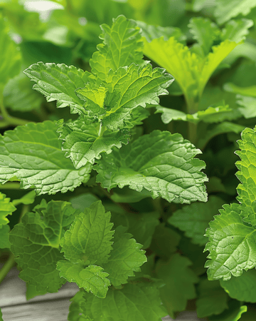 Zitronenmelisse Kräutertee Samen (Melissa officinalis) – mehrjähriges Kraut