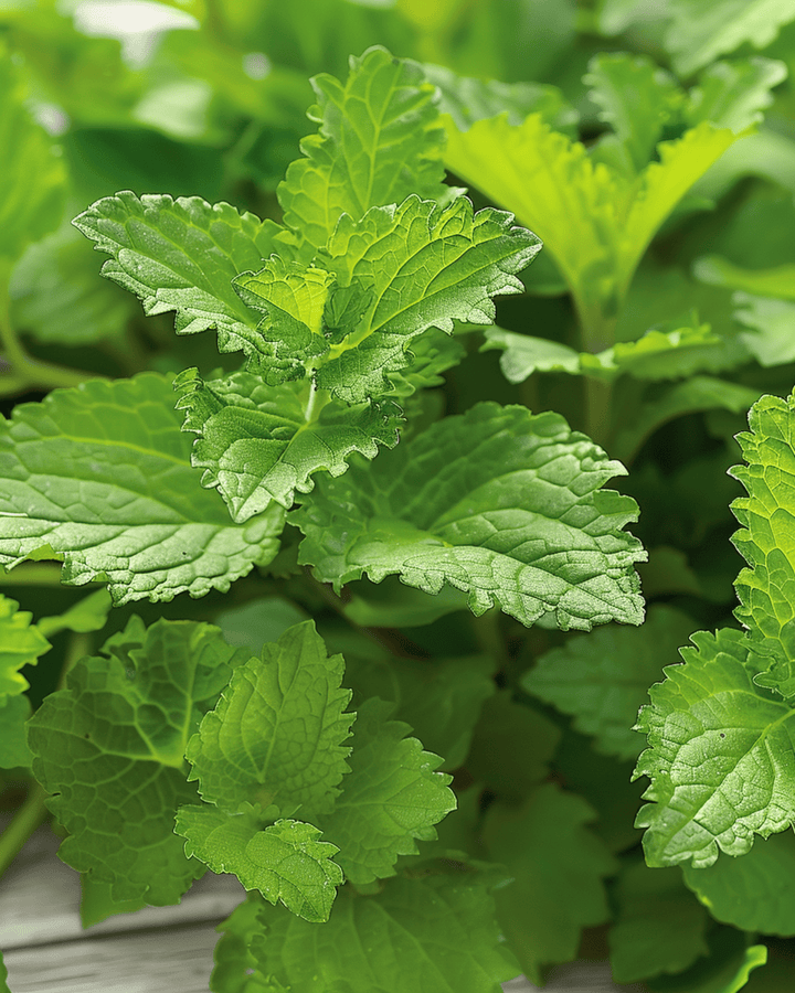 Lemon Balm Herbal Tea seeds (Melissa officinalis) – perennial herb