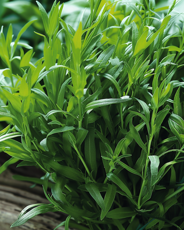 Russischer Estragon Samen (Artemisia dracunculus) – mehrjähriges Kraut