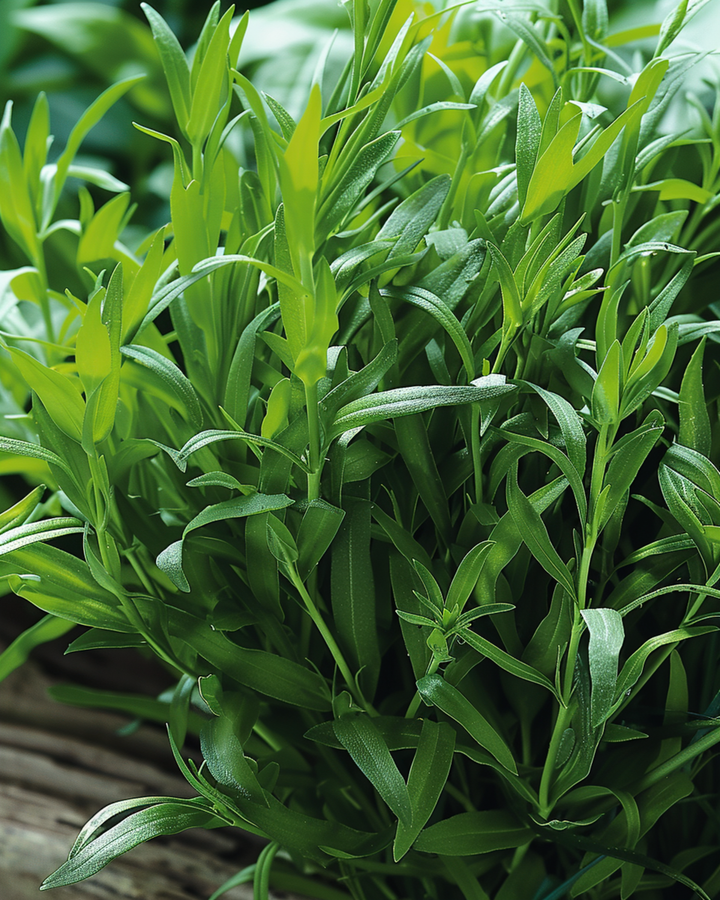 Tarragon Russian seeds (Artemisia dracunculus) – perennial herb