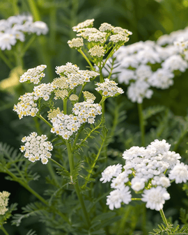 Yarrow Seeds Achillea Millefolium Perennial Herb