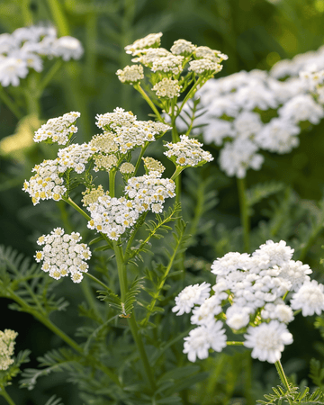 Schafgarbe (Achillea millefolium) – mehrjähriges Kraut