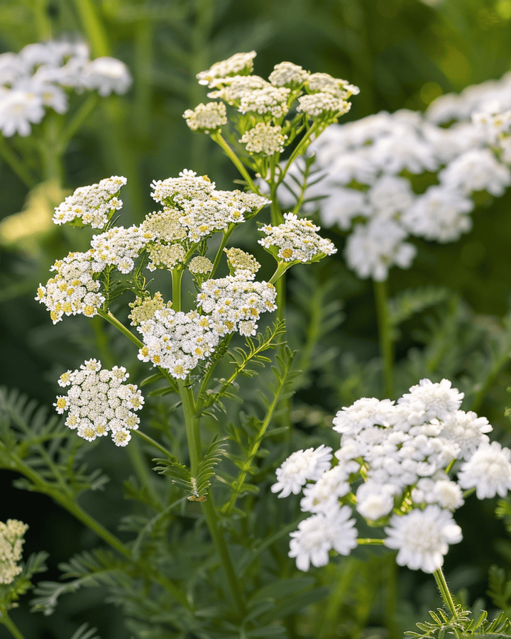 Schafgarbe (Achillea millefolium) – mehrjähriges Kraut
