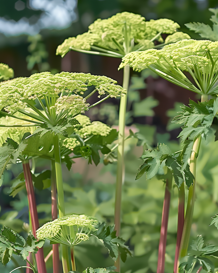 Angelica Seeds Angelica Archangelica Perennial Herb Samen (Angelica archangelica) – mehrjähriges Kraut