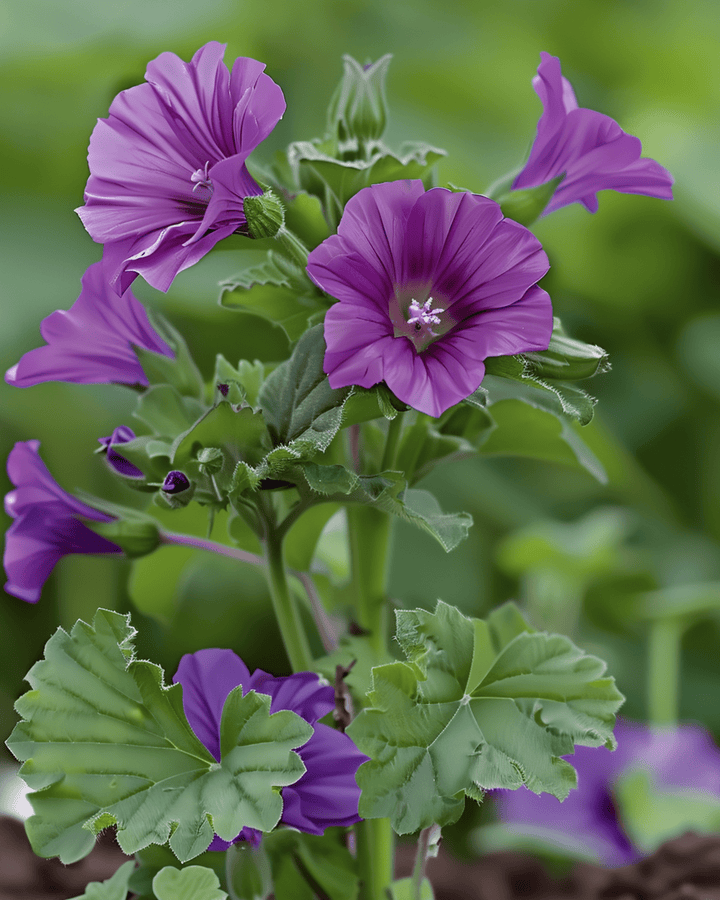Mallow seeds (Malva sylvestris) – perennial herb