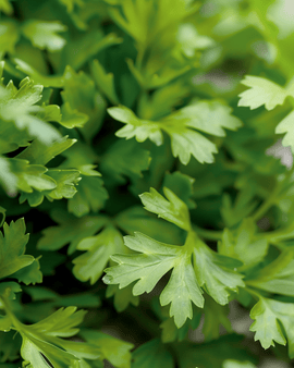 Kerbel Samen Anthriscus Cerefolium einjähriges Kraut kulinarisches Kraut