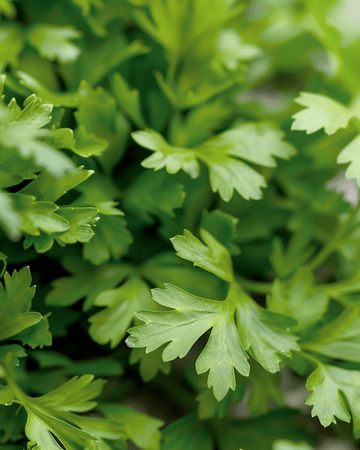Chervil Culinary seeds (Anthriscus cerefolium) – annual herb
