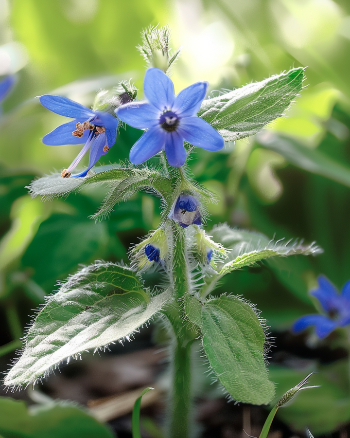Borretsch Essbare Samen (Borago officinalis) – einjähriges Kraut