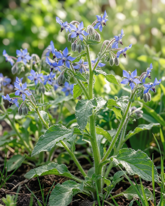 Borretsch Essbar (Borago officinalis) – einjährige Kräutersamen von SeedsChoice