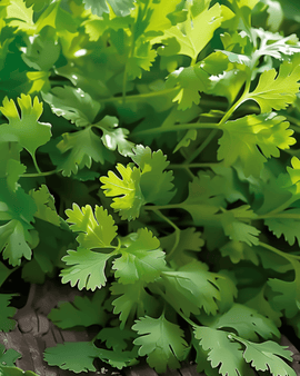 Coriander Seeds Coriandrum Sativum Annual Herb Slow Bolting Fine Leaf