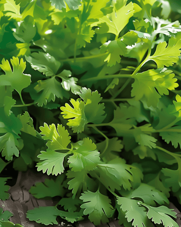Coriander Slow Bolting Fine Leaf seeds (Coriandrum sativum) – annual herb
