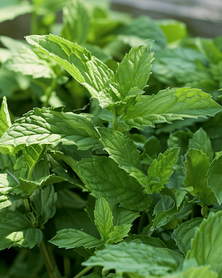 Spearmint Garden Mint Samen (Mentha spicata) – mehrjähriges Kraut