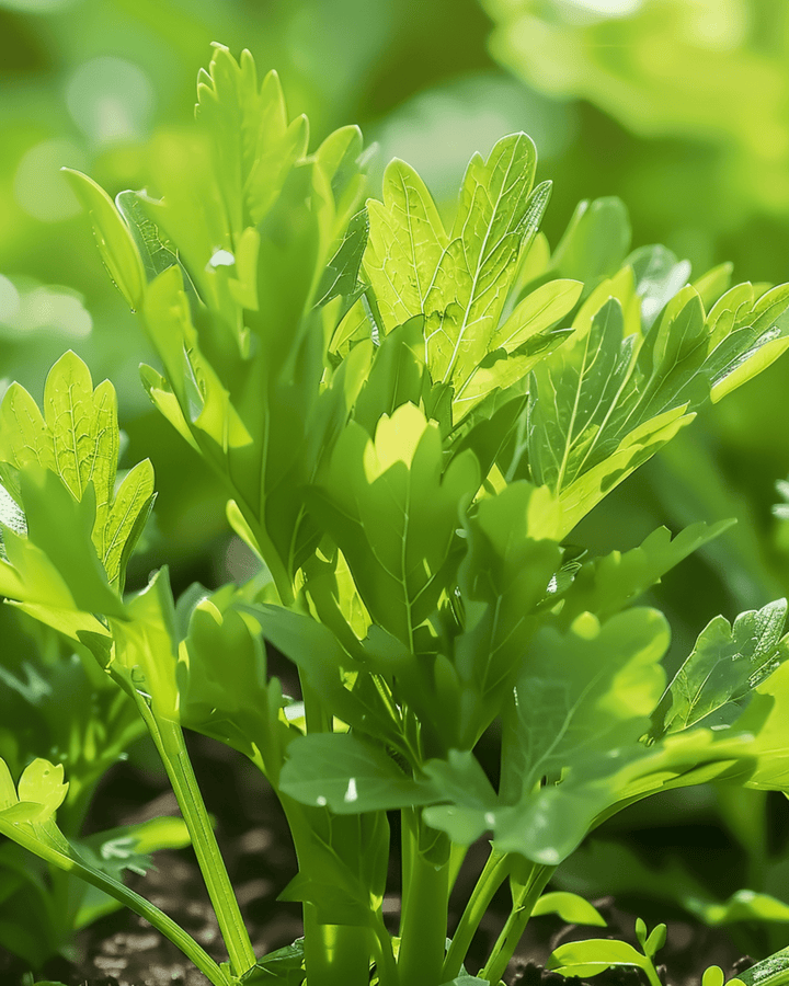 Lovage Soup seeds (Levisticum officinale) – perennial herb