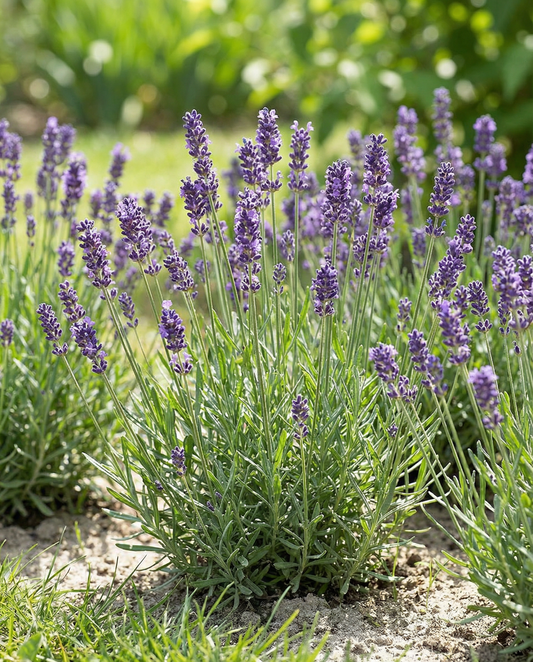Englischer Lavendel (Lavandula angustifolia) – mehrjährige Kräutersamen von SeedsChoice