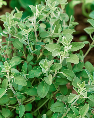 Majoran-Samen (Majorana hortensis) – einjähriges Kraut