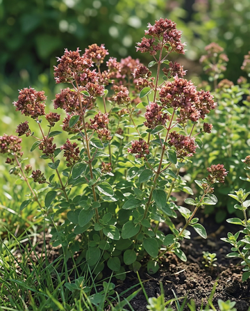 Oregano Rose Flowering (Origanum vulgare) – mehrjähriges Kräutersamen von SeedsChoice