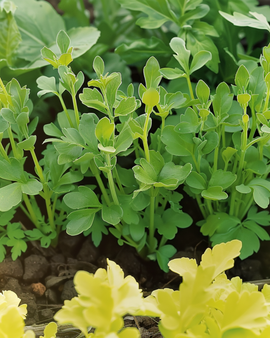 Yellow Mustard Seeds Sinapis Alba Annual Herb