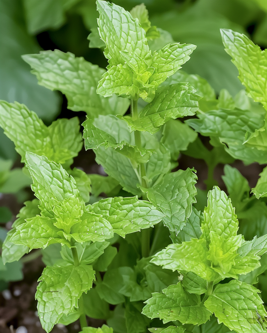 Pfefferminztee (Mentha piperita) – mehrjährige Kräutersamen von SeedsChoice