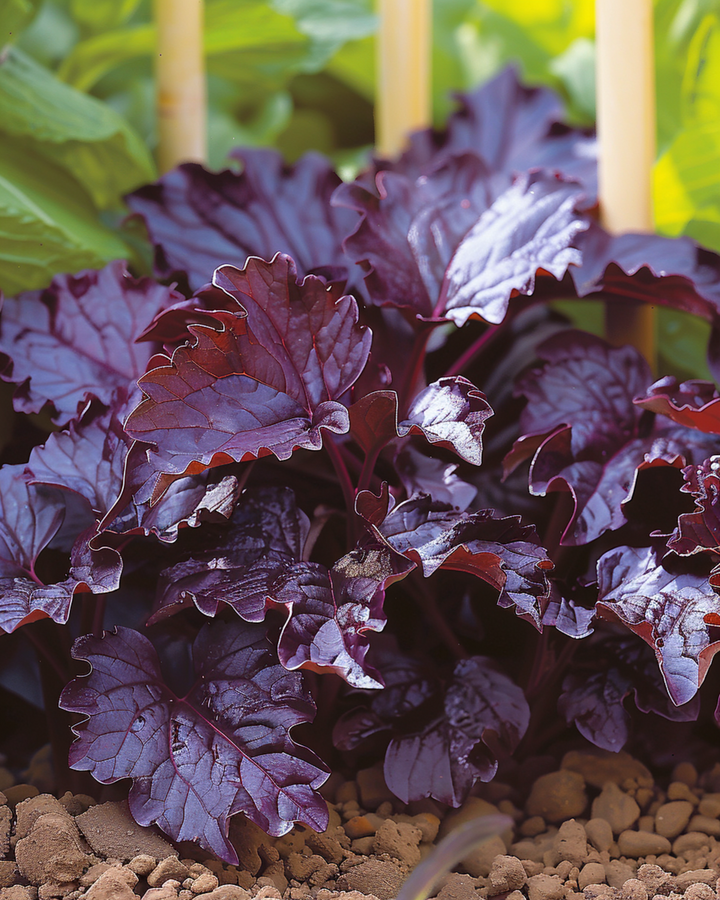 Shiso Red Leaved seeds (Perilla frutescens) – annual herb