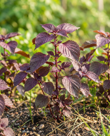 Rotes Shiso-Blatt (Perilla frutescens) – einjährige Kräutersamen von SeedsChoice