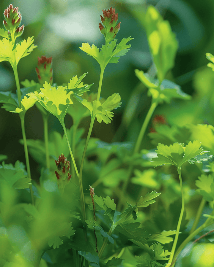 Kleiner Wiesenknopf Samen (Sanguisorba minor) – mehrjähriges Kraut