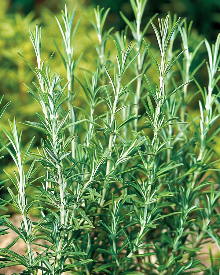 Rosmarin Common Samen (Rosmarinus officinalis) – mehrjähriges Kraut