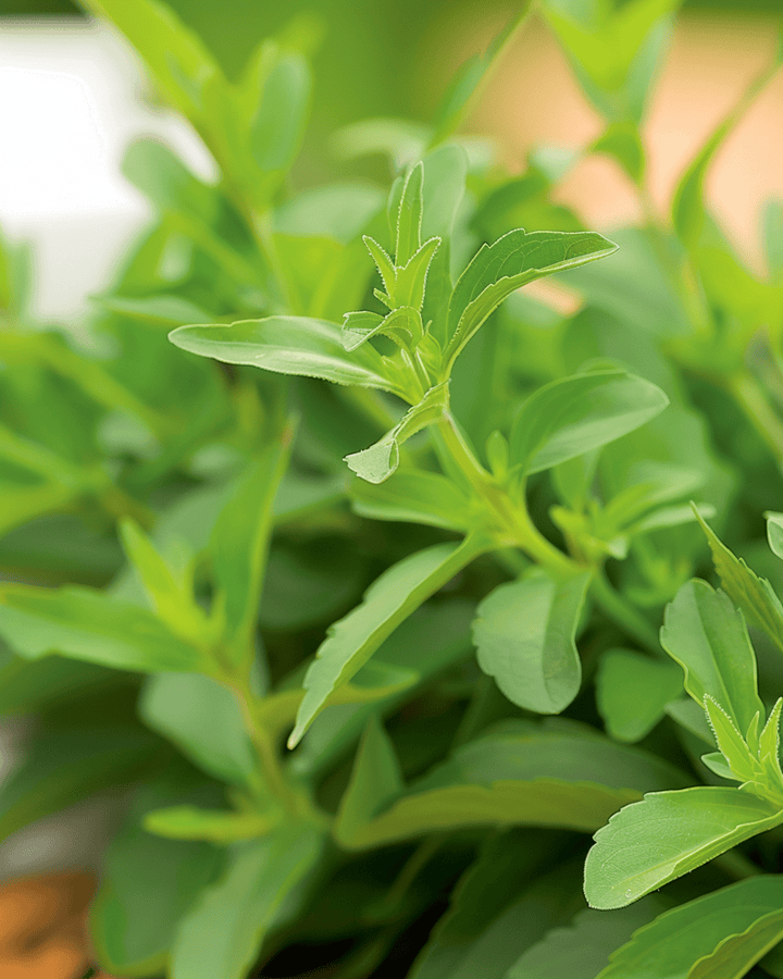Stevia Samen (Stevia rebaudiana) – mehrjähriges Kraut