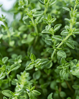 German Winter Thyme Seeds Thymus Vulgaris Perennial Herb Cold Hardy