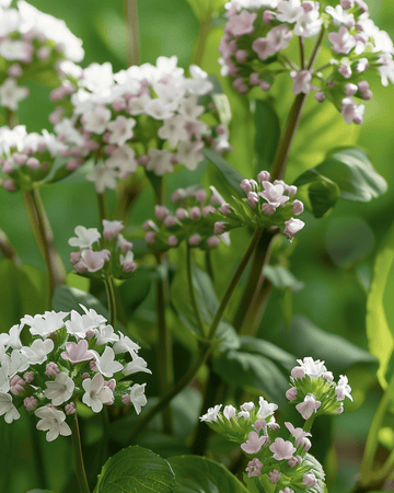Kräutersamen Valeriana Officinalis Mehrjährig (Valeriana officinalis) – mehrjähriges Kraut